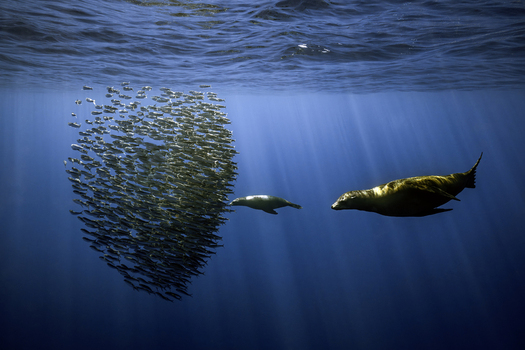 View of sea lions hunting a dense bait ball of sardines in the clear waters of Magdalena Bay with sunbeams Mexico.