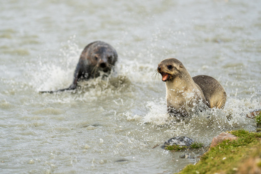 View of fur seals splashing and playing in the water at Saint Andrew s Bay South Georgia and the South Sand.