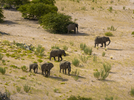 Aerial view of elephants traverse the arid landscape their gray forms stark against the pale earth and sparse vegetation Uis Erongo Region Namibia.