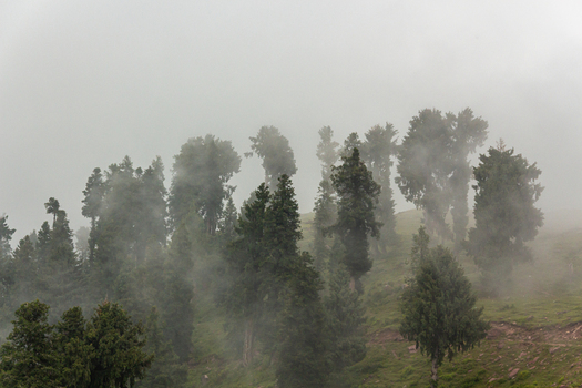 View of mist shrouded trees rise from the verdant hillside their silhouettes softened by the ethereal fog in Pir Chanasi Azad Kashmir Pakistan. View of mist shrouded trees rise from the verdant hillside their silhouettes softened by the ethereal fog in Pir Chanasi Azad Kashmir Pakistan.
