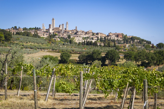View of bright green vineyards leading up to the medieval towers and buildings perched atop a hill under a clear blue sky San Gimignano Tuscany Italy. View of bright green vineyards leading up to the medieval towers and buildings perched atop a hill under a clear blue sky San Gimignano Tuscany Italy.