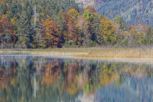 View of Offensee lake reflecting vibrant autumn foliage and dense forest with reeds along the shore Ebensee Upper Austria Austria. View of Offensee lake reflecting vibrant autumn foliage and dense forest with reeds along the shore Ebensee Upper Austria Austria.