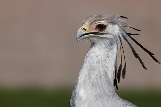 View of a secretarybird showing its distinctive black head quills and hooked beak against a soft blurred background in Selestat Grand Est France.