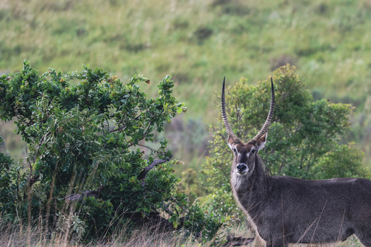 View of a waterbuck with long curved horns standing in the lush green savanna of Welgevonden Game Reserve in Waterberg District Municipality Limpopo South Africa.