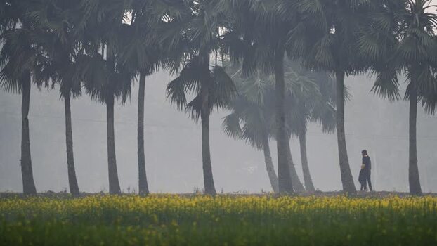 View of a person walking past palm trees in a foggy field Bangladesh. View of a person walking past palm trees in a foggy field Bangladesh.
