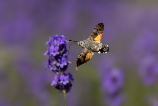 View of a hummingbird hawk moth hovering and feeding on a purple lavender flower with a soft blurred background Wittenheim Grand Est France.