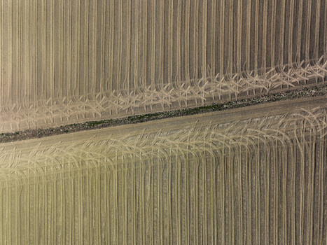 Aerial view of agricultural fields with vertical furrows and curved tractor tracks along a central dirt path in Rivalta di Torino Piedmont Italy. Aerial view of agricultural fields with vertical furrows and curved tractor tracks along a central dirt path in Rivalta di Torino Piedmont Italy.