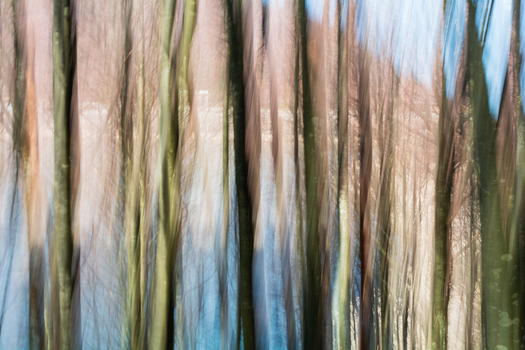 View of vertical streaks of earthy browns greens and pale blues evoke the sensation of racing through the forest Comano Tuscany Italy. View of vertical streaks of earthy browns greens and pale blues evoke the sensation of racing through the forest Comano Tuscany Italy.