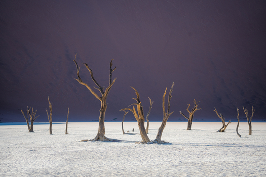 View of skeletal trees piercing the stark white pan under a deep purple sky creating a surreal landscape of desolation and beauty Sossusvlei Hardap Region Namibia. View of skeletal trees piercing the stark white pan under a deep purple sky creating a surreal landscape of desolation and beauty Sossusvlei Hardap Region Namibia.