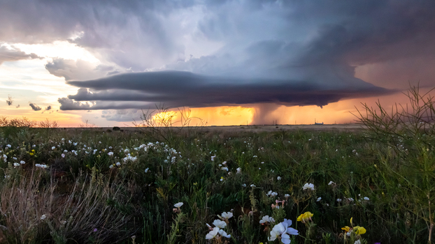 View of a dramatic supercell thunderstorm with a rain shaft illuminated by golden sunset light over a field of wildflowers in Oklahoma City Oklahoma United States.