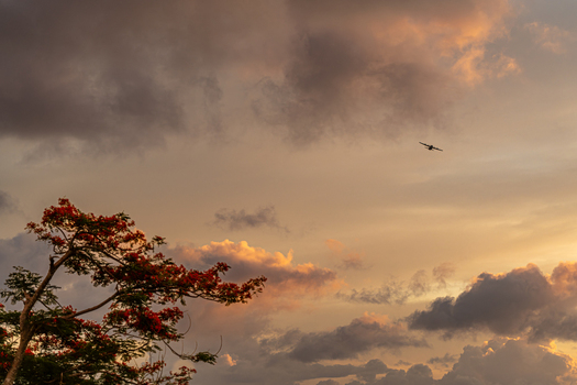 View of a military cargo airplane flying through a dramatic sunset sky above the historic North Field Base with a flowering tree in Northern Tinian Tinian Northern Mariana Islands. View of a military cargo airplane flying through a dramatic sunset sky above the historic North Field Base with a flowering tree in Northern Tinian Tinian Northern Mariana Islands.