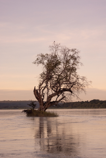 View of a lone tree on a small island in the Zambezi River with calm water reflections under a soft sunset sky Victoria Falls Matabeleland North Zimbabwe. View of a lone tree on a small island in the Zambezi River with calm water reflections under a soft sunset sky Victoria Falls Matabeleland North Zimbabwe.