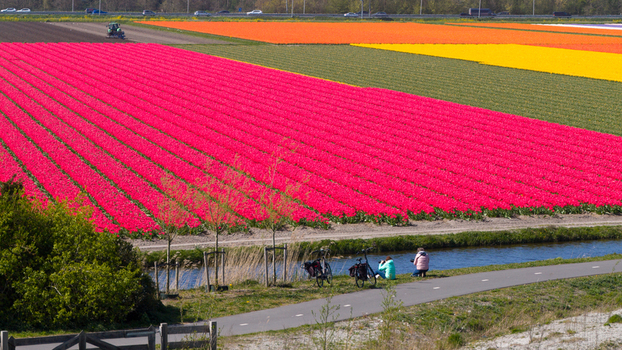 Aerial view of vibrant pink orange and yellow tulip fields with people on a path by a canal and a tractor in the distance in Heiloo North Holland Netherlands. Aerial view of vibrant pink orange and yellow tulip fields with people on a path by a canal and a tractor in the distance in Heiloo North Holland Netherlands.