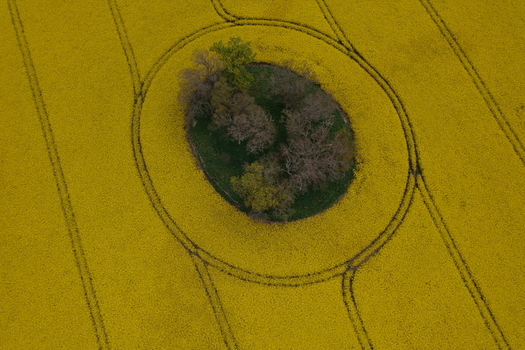 Aerial view of vibrant yellow oil seed rape fields with a circular island of trees and tractor tracks forming patterns in Nairn Scotland United Kingdom. Aerial view of vibrant yellow oil seed rape fields with a circular island of trees and tractor tracks forming patterns in Nairn Scotland United Kingdom.