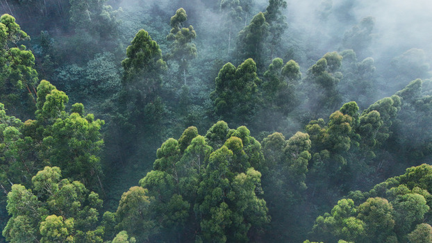 Aerial view of dense green forest canopy with thick white mist rolling through the tall trees Garden Route District Municipality Western Cape South Africa.