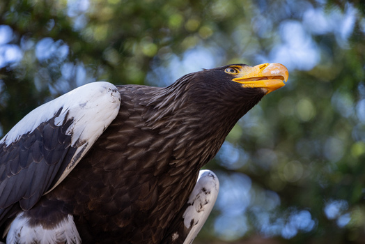 View of a Steller s sea eagle with its distinctive large yellow beak and dark plumage against a blurred green background in Selestat Grand Est France.