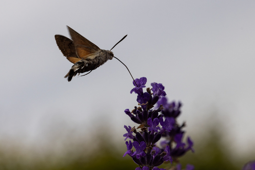 View of a hummingbird hawk moth hovering and feeding on purple lavender flowers with its long proboscis extended in Wittenheim Grand Est France.