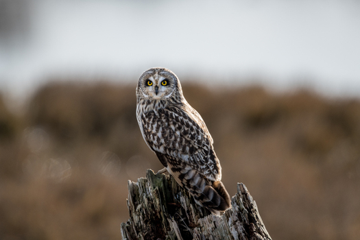 View of a Short eared Owl perched on a weathered wooden stump in a field with soft natural lighting in Delta British Columbia Canada. View of a Short eared Owl perched on a weathered wooden stump in a field with soft natural lighting in Delta British Columbia Canada.
