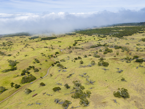 Aerial view of the rolling green slopes of Mauna Kea with scattered trees and a winding dirt road under a layer of low clouds in Hawaii County Hawaii United States. Aerial view of the rolling green slopes of Mauna Kea with scattered trees and a winding dirt road under a layer of low clouds in Hawaii County Hawaii United States.