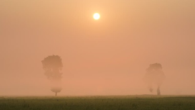 View of silhouetted trees in a misty sunrise Bangladesh.