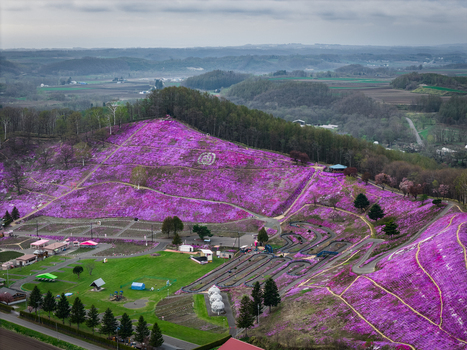 Aerial view of Higashimokoto Shibazakura Park with vibrant pink moss phlox covering the rolling hills winding paths and lush green trees in Ozora Hokkaido Japan. Aerial view of Higashimokoto Shibazakura Park with vibrant pink moss phlox covering the rolling hills winding paths and lush green trees in Ozora Hokkaido Japan.