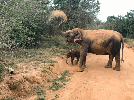 View of an adult elephant and its calf on a dirt road in a wooded area with the adult throwing dust with its trunk in Sri Lanka.