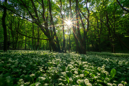 View of wild garlic flowers blooming in Hrudy forest with sunbeams shining through the green trees Bukova Trnava Region Slovakia. View of wild garlic flowers blooming in Hrudy forest with sunbeams shining through the green trees Bukova Trnava Region Slovakia.