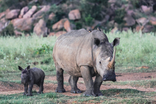 View of a white rhinoceros mother and her calf with oxpeckers on their backs in a grassy field at Welgevonden Game Reserve Waterberg District Municipality Limpopo South Africa.