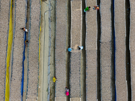 Cox s Bazar Bangladesh 11 March 2026 Aerial view of workers in colorful clothes tending to long rows of fish drying on mats in the sun. Cox s Bazar Bangladesh 11 March 2026 Aerial view of workers in colorful clothes tending to long rows of fish drying on mats in the sun.