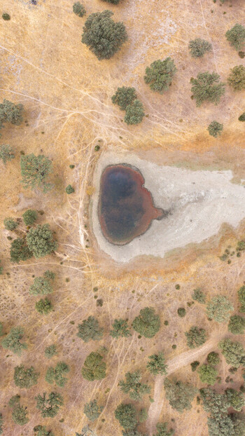 Aerial view of a small pond surrounded by dry grass and scattered oak trees in the dehesa landscape in Navalmoral de la Mata Extremadura Spain.