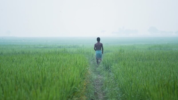 View of a man walking through a misty green field in Bogura Bangladesh.