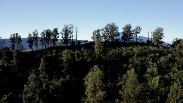 Aerial view of the lush ridge and trees near Mount Bromo Indonesia. Aerial view of the lush ridge and trees near Mount Bromo Indonesia.