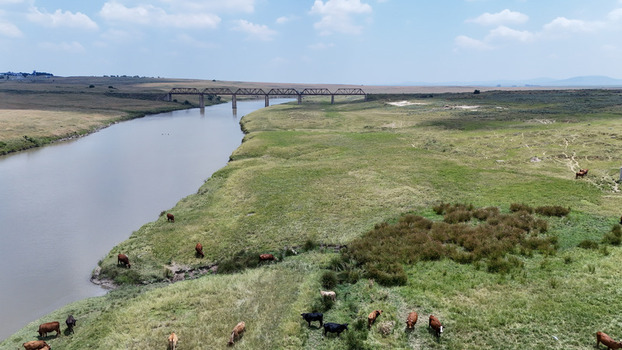 Aerial view of cattle grazing on lush green riverbanks near a steel railway bridge under a blue sky Bloemfontein Free State South Africa. Aerial view of cattle grazing on lush green riverbanks near a steel railway bridge under a blue sky Bloemfontein Free State South Africa.