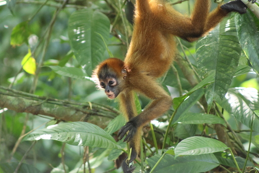 View of a playful spider monkey with its reddish brown fur hangs upside down amidst the lush green canopy Roxana Limón Province Costa Rica. View of a playful spider monkey with its reddish brown fur hangs upside down amidst the lush green canopy Roxana Limón Province Costa Rica.
