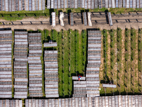 Aerial view of workers arranging long rectangular drying frames in a field with green grass in Polanharjo Central Java Indonesia.