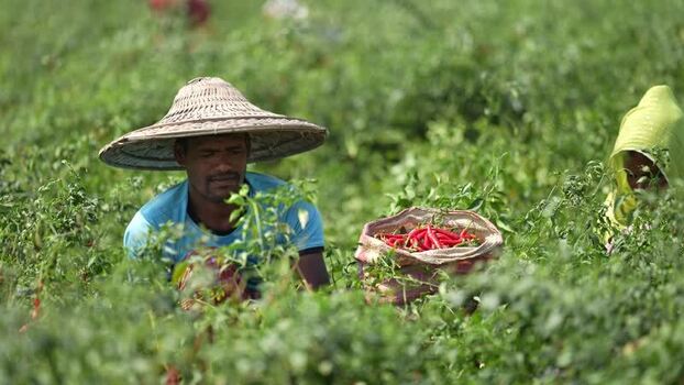View of a farmer harvesting red chili peppers in Bogura Bangladesh. View of a farmer harvesting red chili peppers in Bogura Bangladesh.