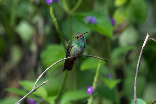 View of a small green hummingbird perched on a thin branch amidst lush foliage and purple flowers in Canada. View of a small green hummingbird perched on a thin branch amidst lush foliage and purple flowers in Canada.