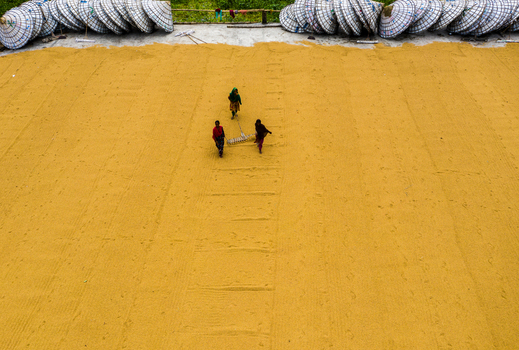 Brahmanbaria Chittagong Division Bangladesh 15 August 2021 Aerial view of workers raking harvested rice spread out to dry on a large yellow surface with traditional conical hats arranged in a row along the edge.