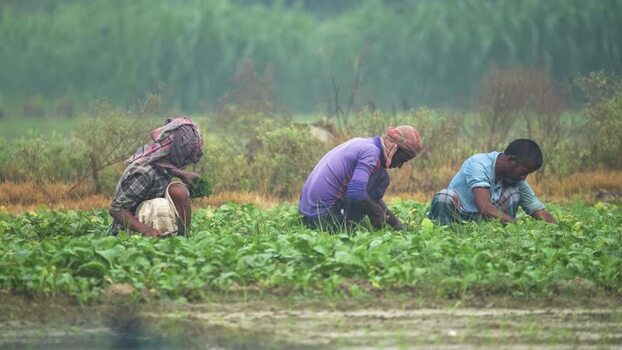 View of farmers working in a green field in Bogura Bangladesh.
