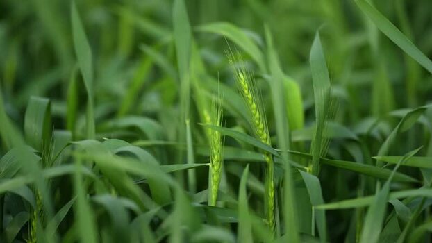 View of green wheat ears in a field India.