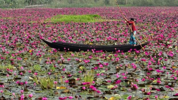 View of a man in a boat on a water lily pond in Bangladesh. View of a man in a boat on a water lily pond in Bangladesh.