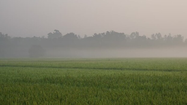 View of misty rice fields and trees at dawn in Bogura Bangladesh.