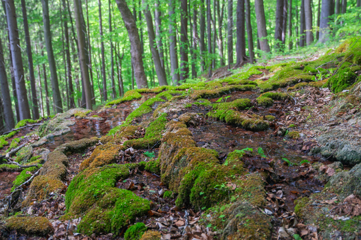 View of the Pancierovske travertines with moss covered rocks and flowing water in a lush green forest Banska Bystrica Banskobystricky kraj Slovakia. View of the Pancierovske travertines with moss covered rocks and flowing water in a lush green forest Banska Bystrica Banskobystricky kraj Slovakia.