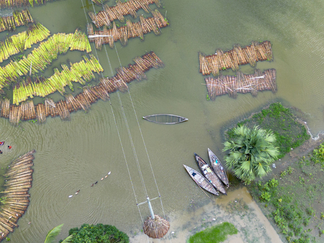 Aerial view of Patul with jute plants soaking in water for the retting process alongside traditional wooden boats and a power line pole in Natore District Rajshahi Division Bangladesh.
