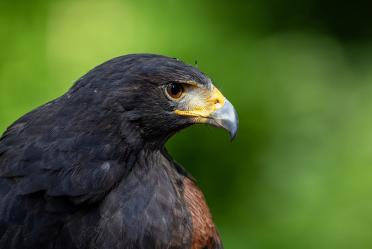 View of a majestic Harris s hawk in profile with its sharp beak and intense gaze against a soft green background in Selestat Grand Est France.