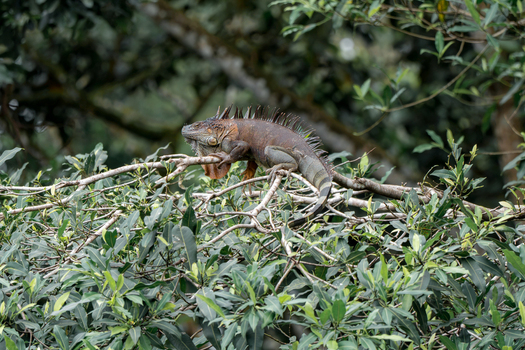 View of an iguana resting on a tree branch amidst lush green foliage in Costa Rica.