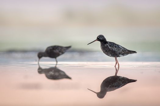 View of two sandpipers wading in shallow water with clear reflections in the soft morning light in Debrzno Pomeranian Voivodeship Poland.