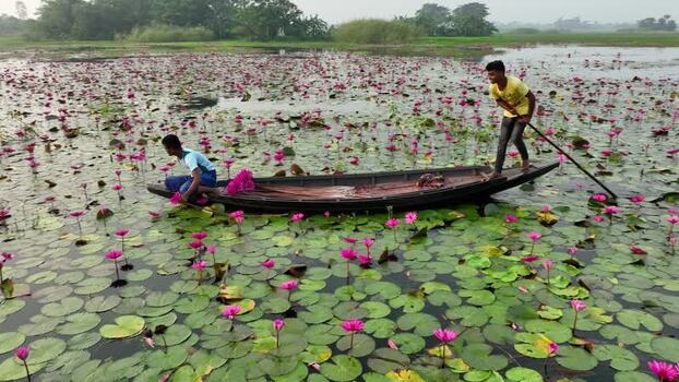 View of men in a boat on a water lily pond in Barishal Bangladesh. View of men in a boat on a water lily pond in Barishal Bangladesh.