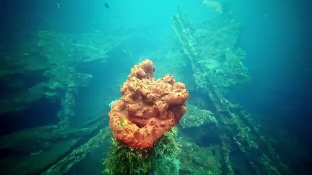 View of a large orange sponge on a shipwreck in Bali Indonesia.