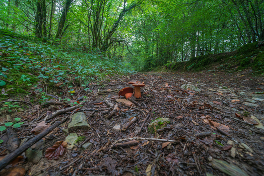 View of brown mushrooms growing on a forest floor covered with fallen leaves and twigs in Deer Park Looe Cornwall United Kingdom. View of brown mushrooms growing on a forest floor covered with fallen leaves and twigs in Deer Park Looe Cornwall United Kingdom.